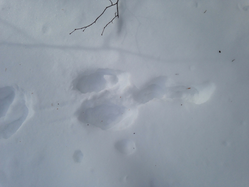 Rabbit tracks in snow