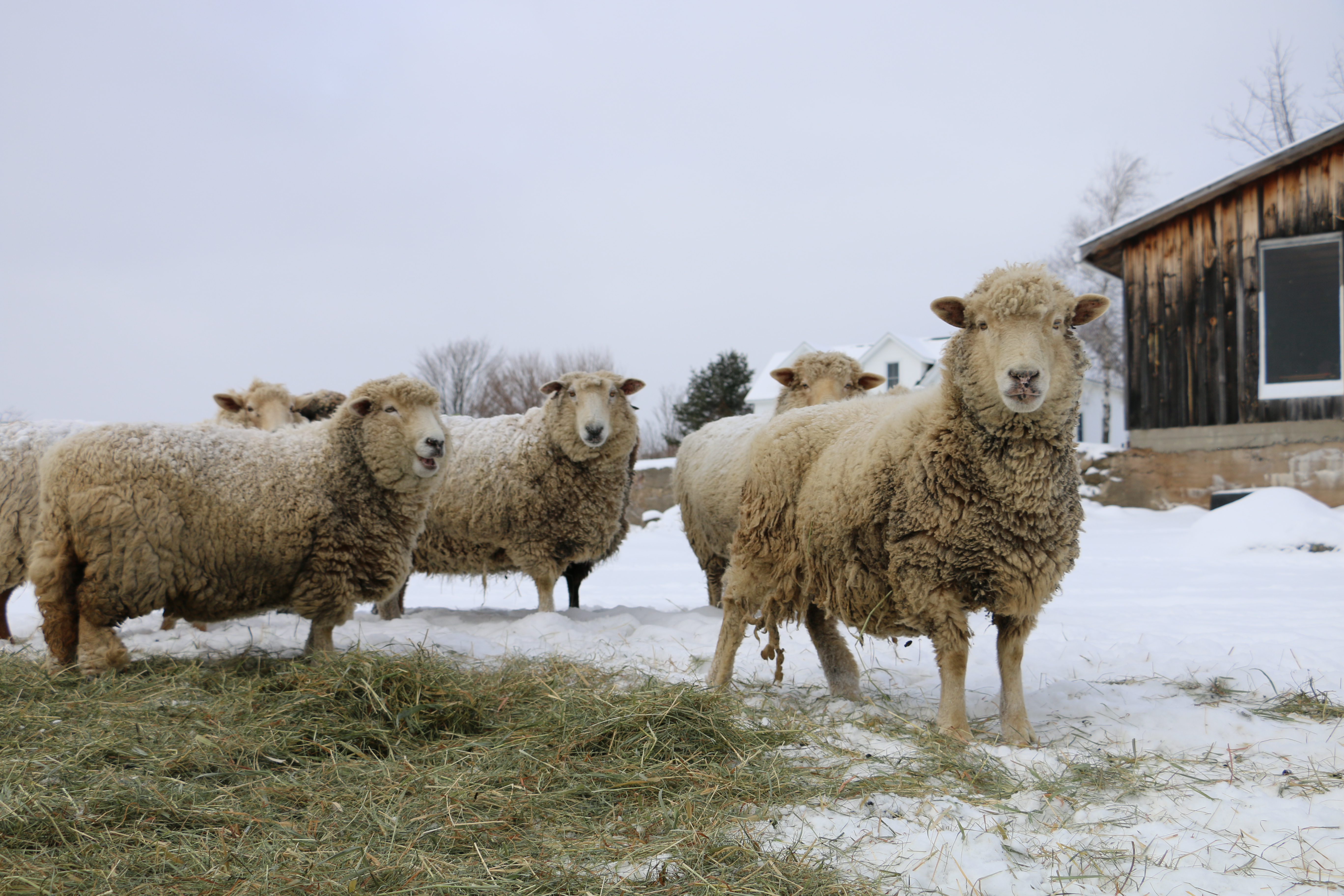 Sheep outside in a winter field