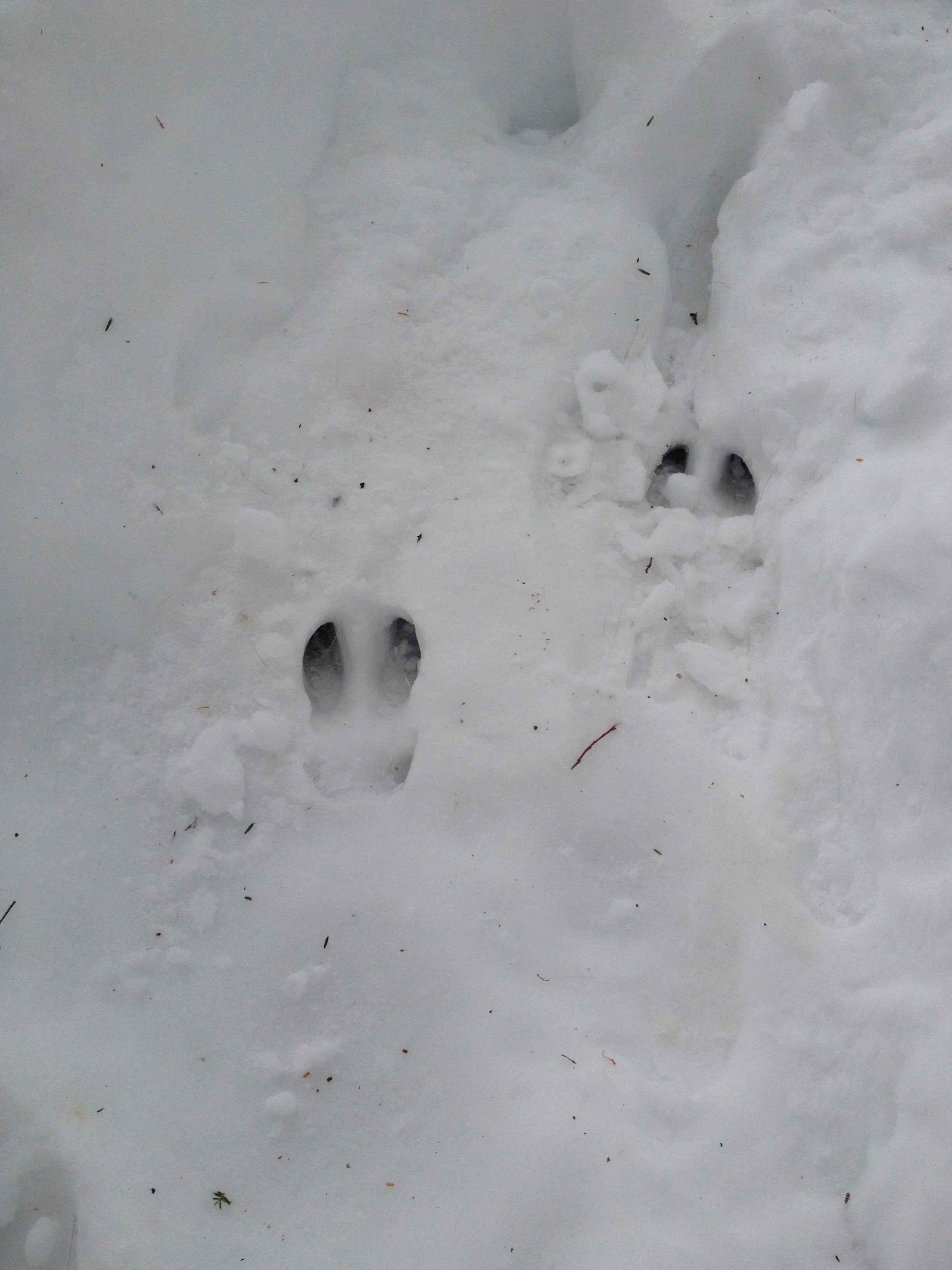 Deer tracks in snow