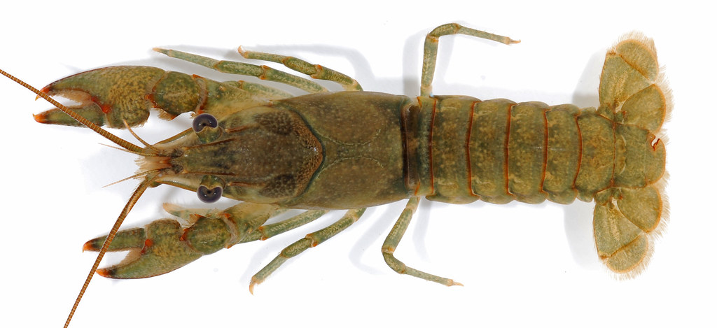 Allegheny Crayfish