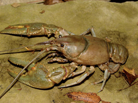 Big River Crayfish