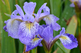 Blue Flag Iris