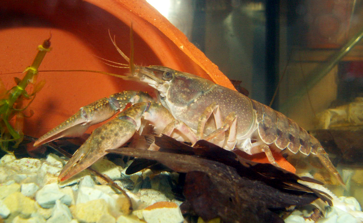 Calico Crayfish