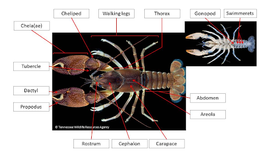 Crayfish Anatomy