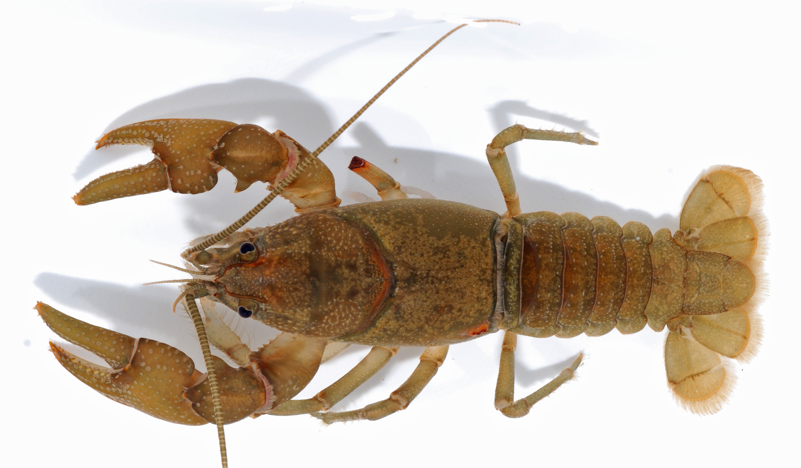 Eastern Crayfish