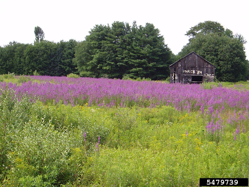 A field of Loosestrife