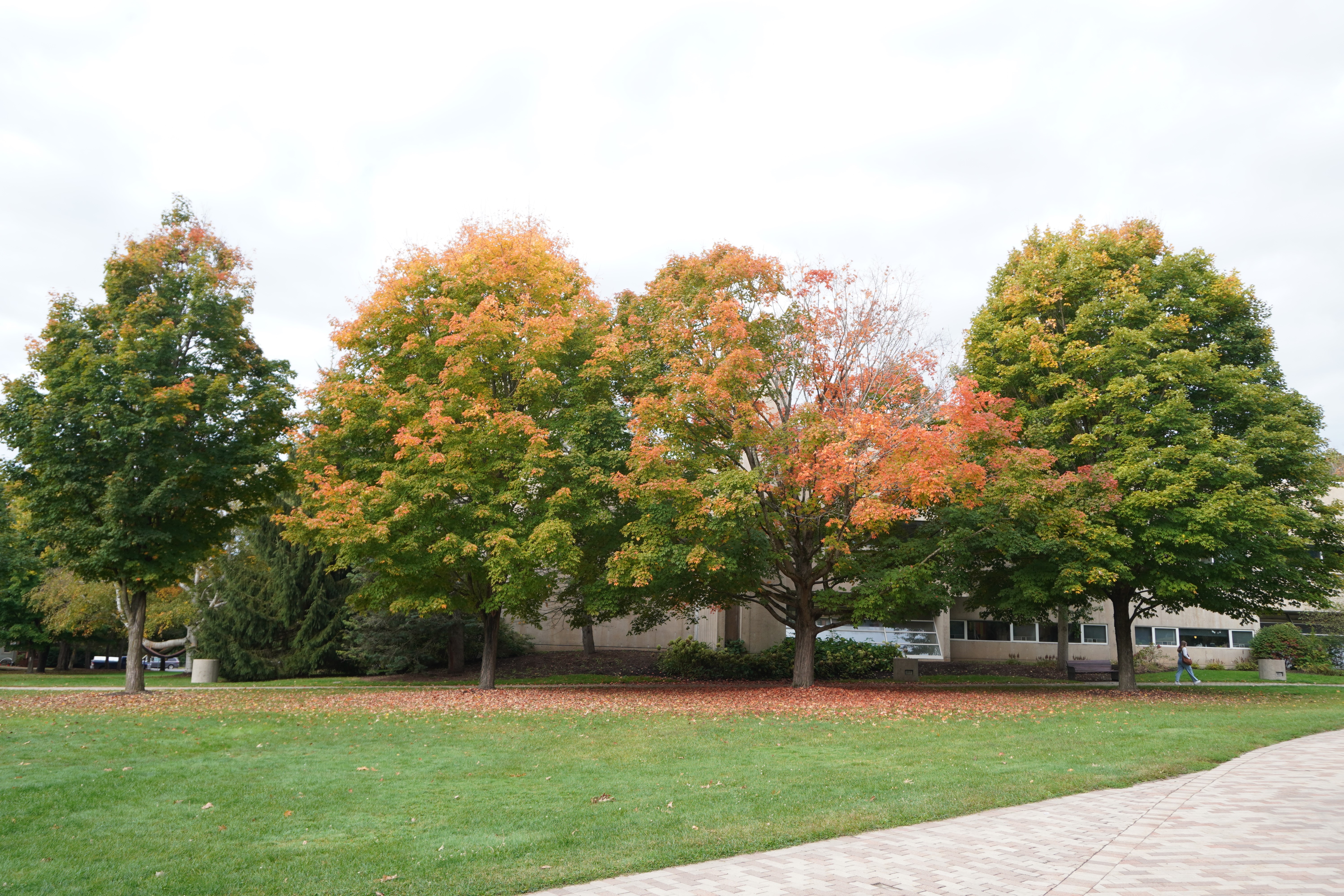 Trees in from of the ODY SLU library