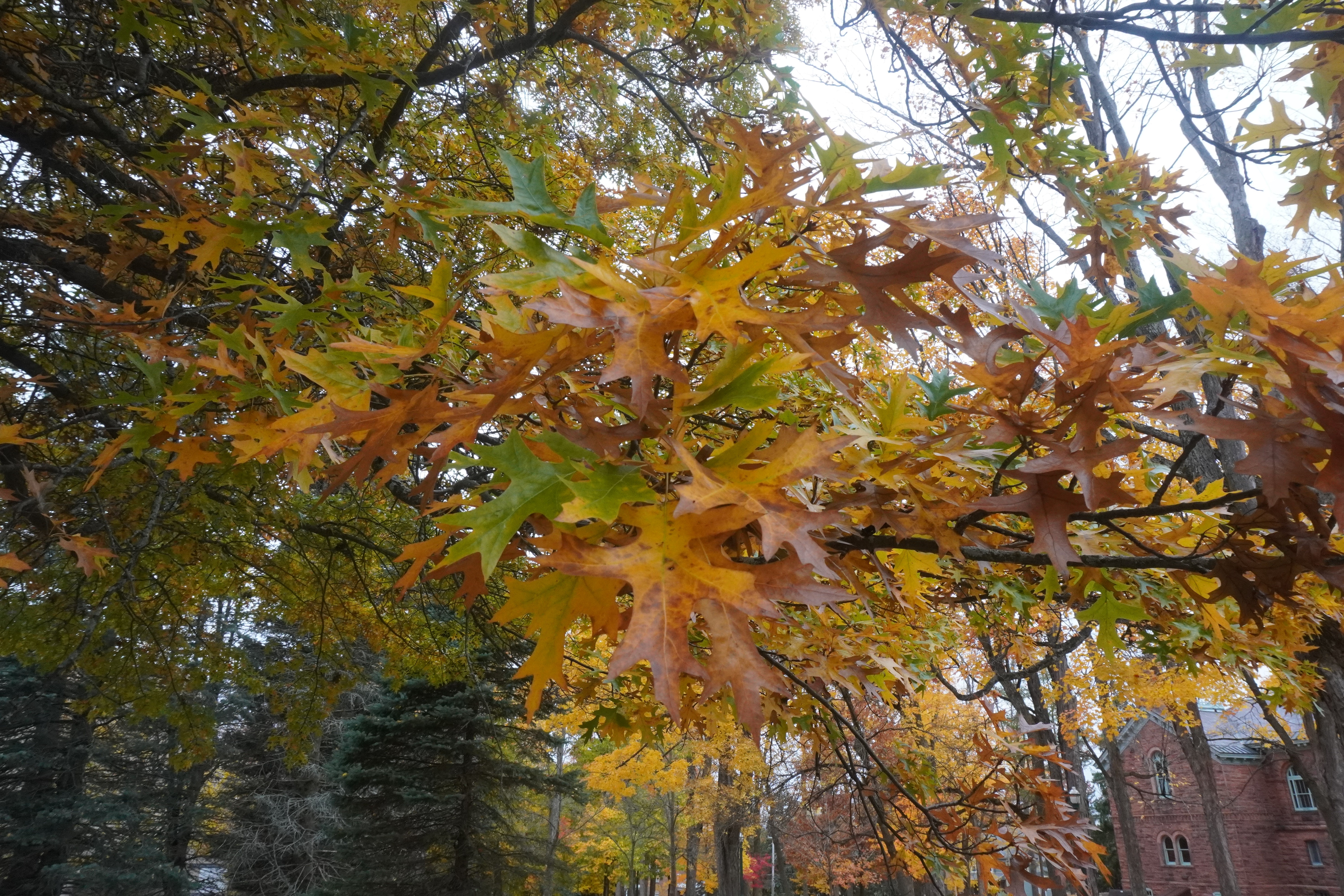 Oak leaves in fall