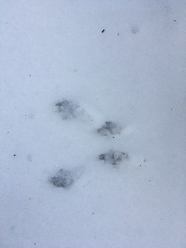 Squirrel Tracks