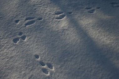 Rabbit Tracks