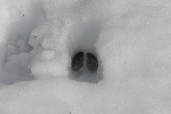 Deer Tracks