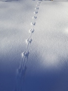 Mouse Tracks