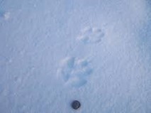 Coyote Tracks