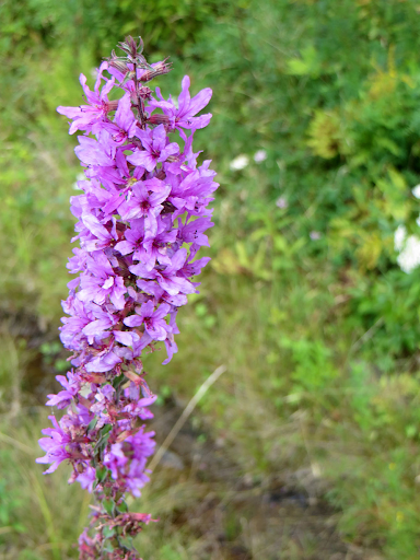 A Purple Loosestrife Plant