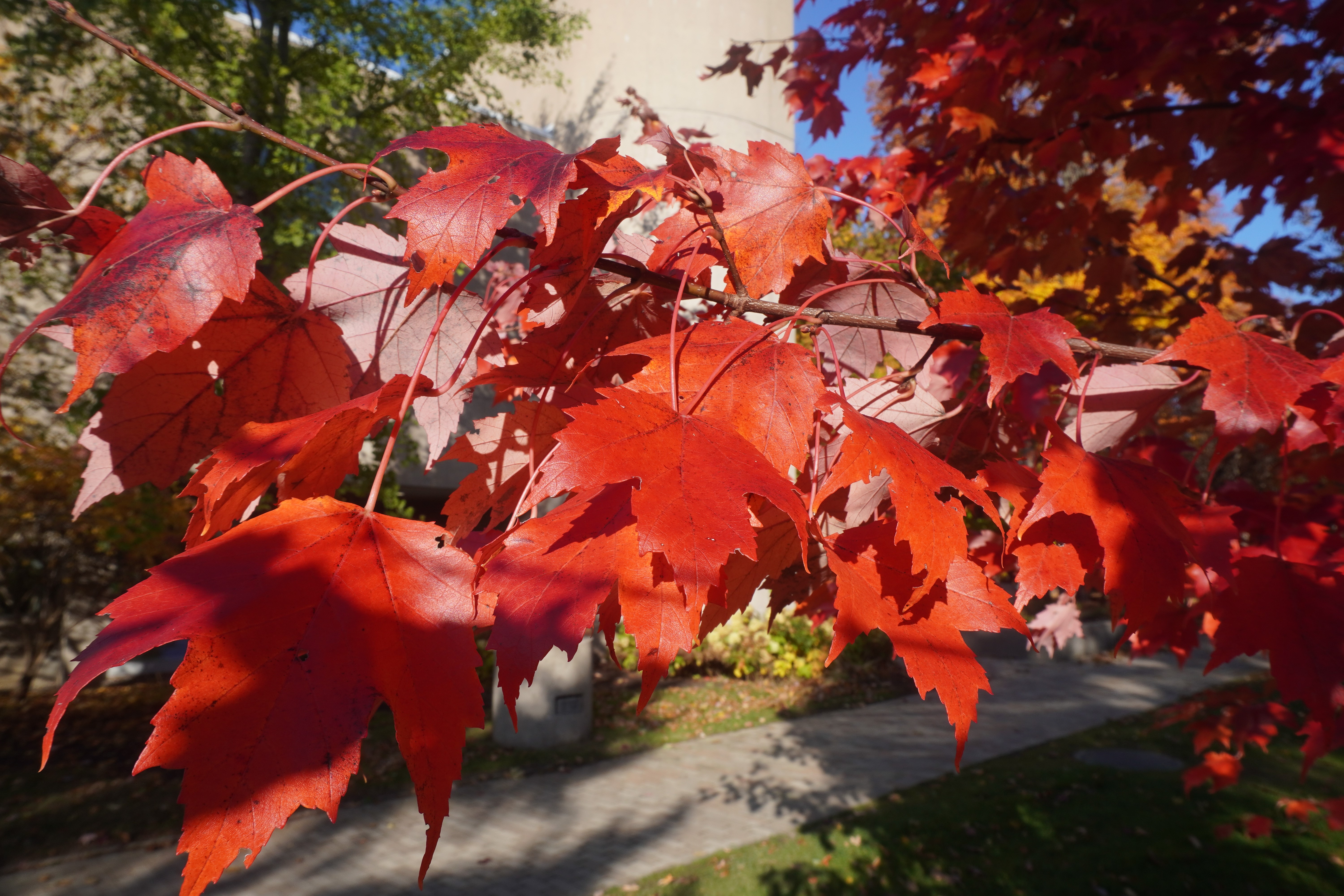 Red Maple leaves in fall