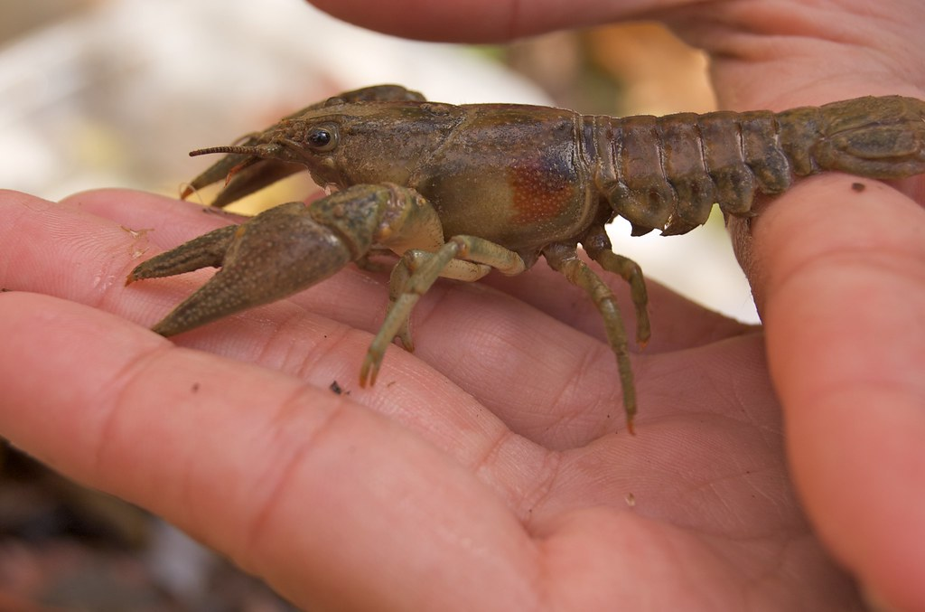 Rusty Crayfish