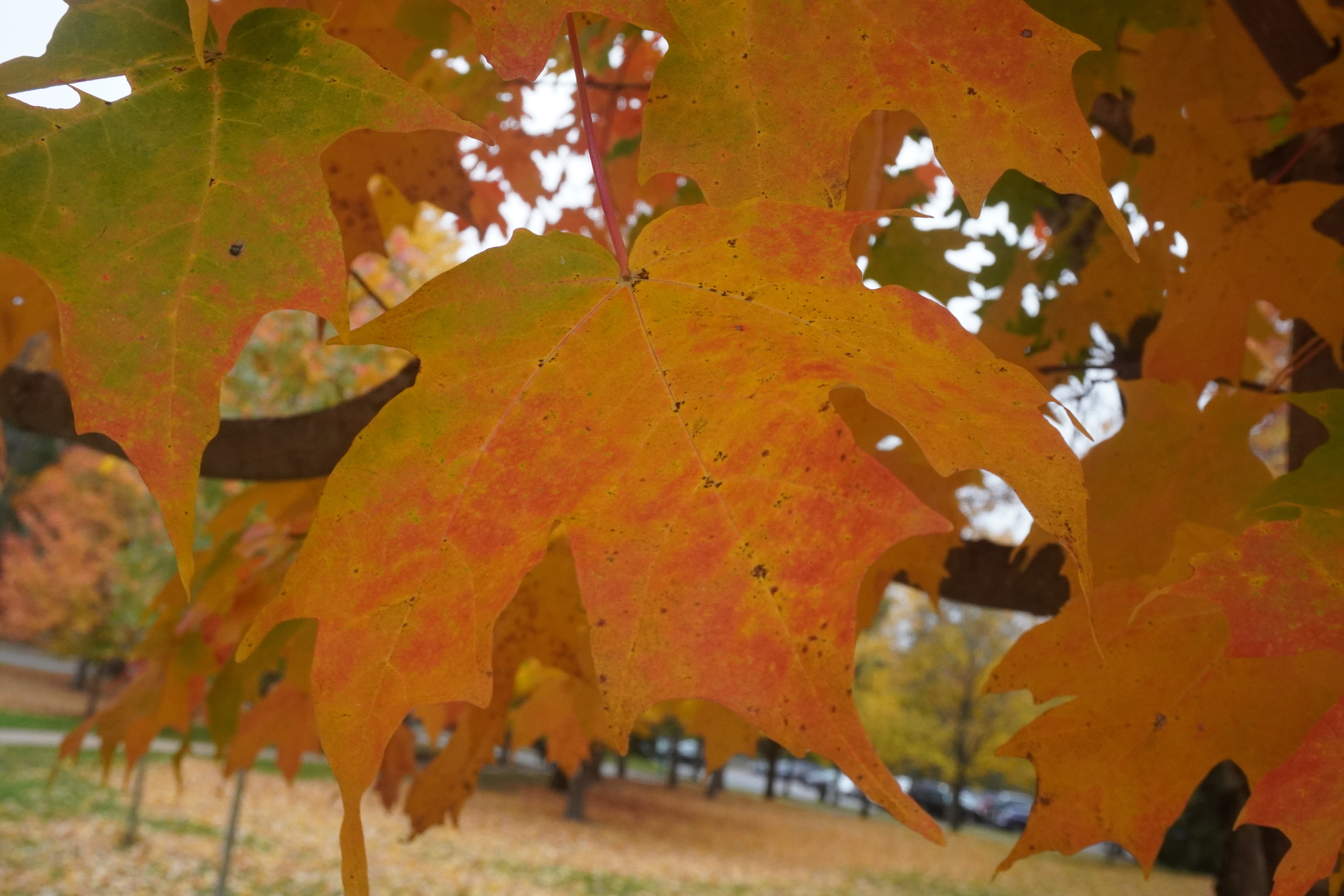 Sugar Maple leaf in fall