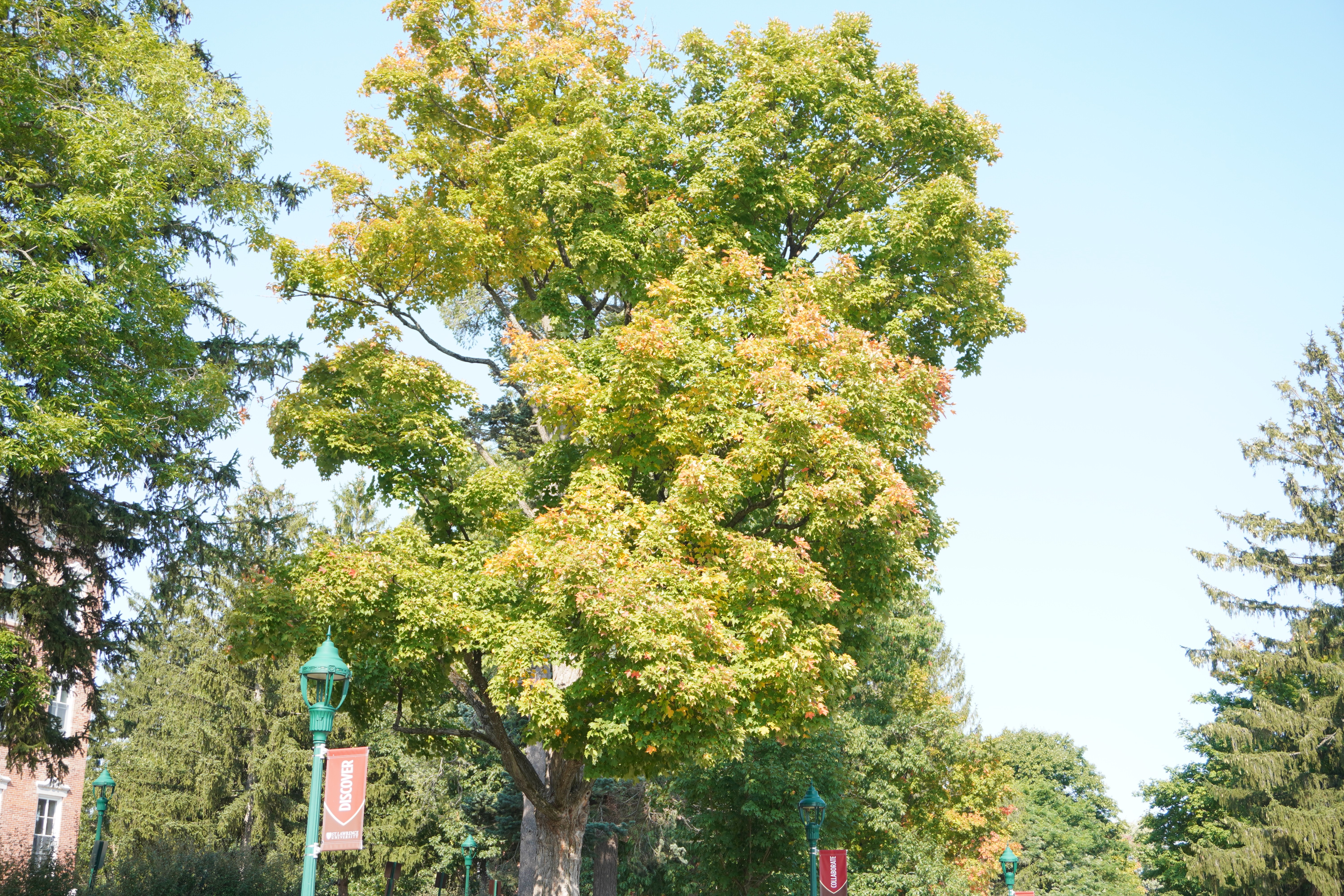 A photo of a single maple tree