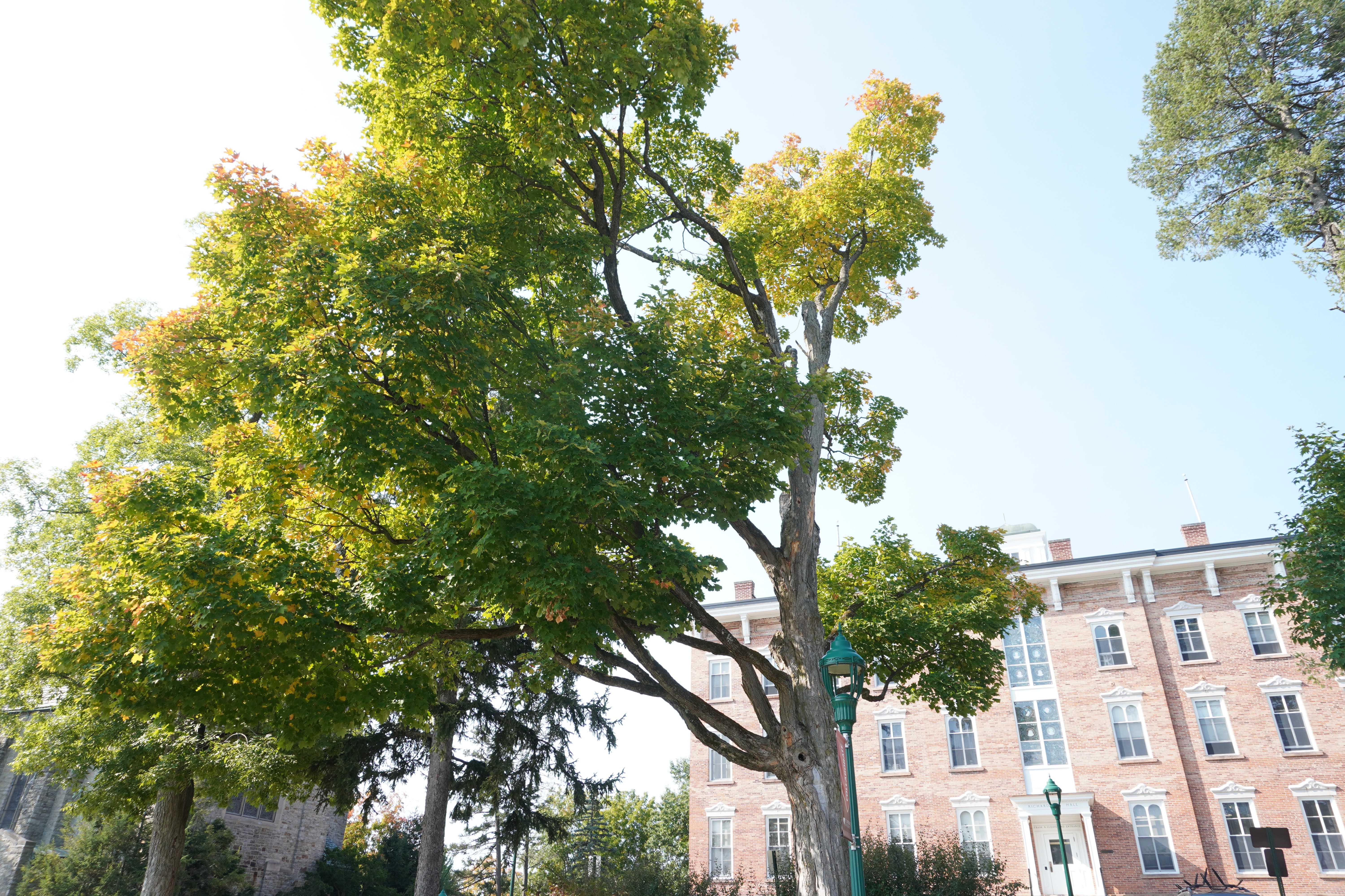 Another picture of a single maple tree