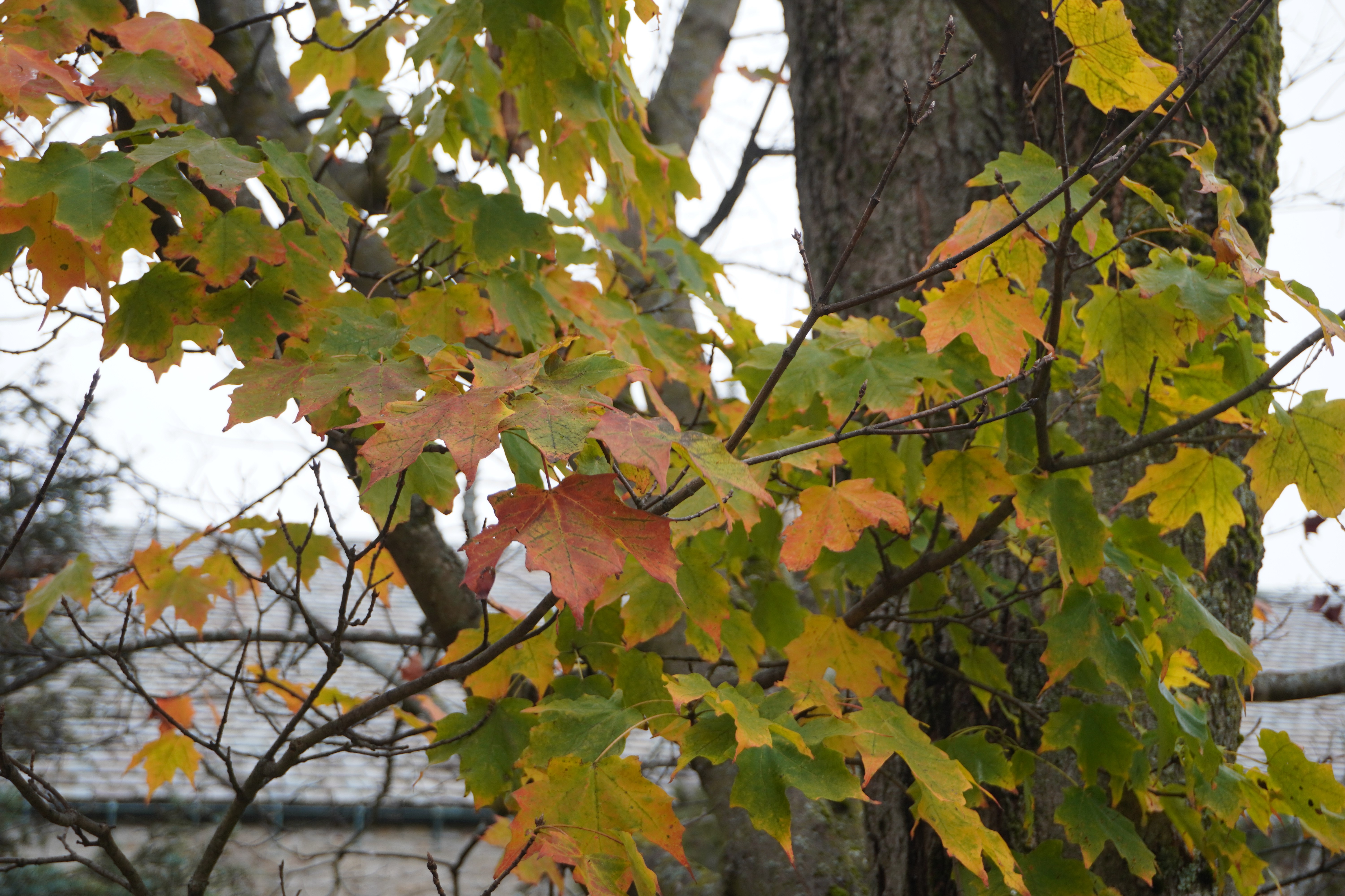 Close up of a tree