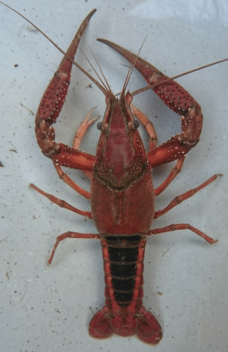 White River Crayfish