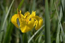 Yellow Flag Iris