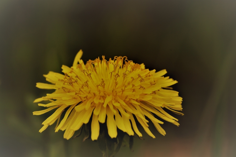 Close up of a flowering dandelion