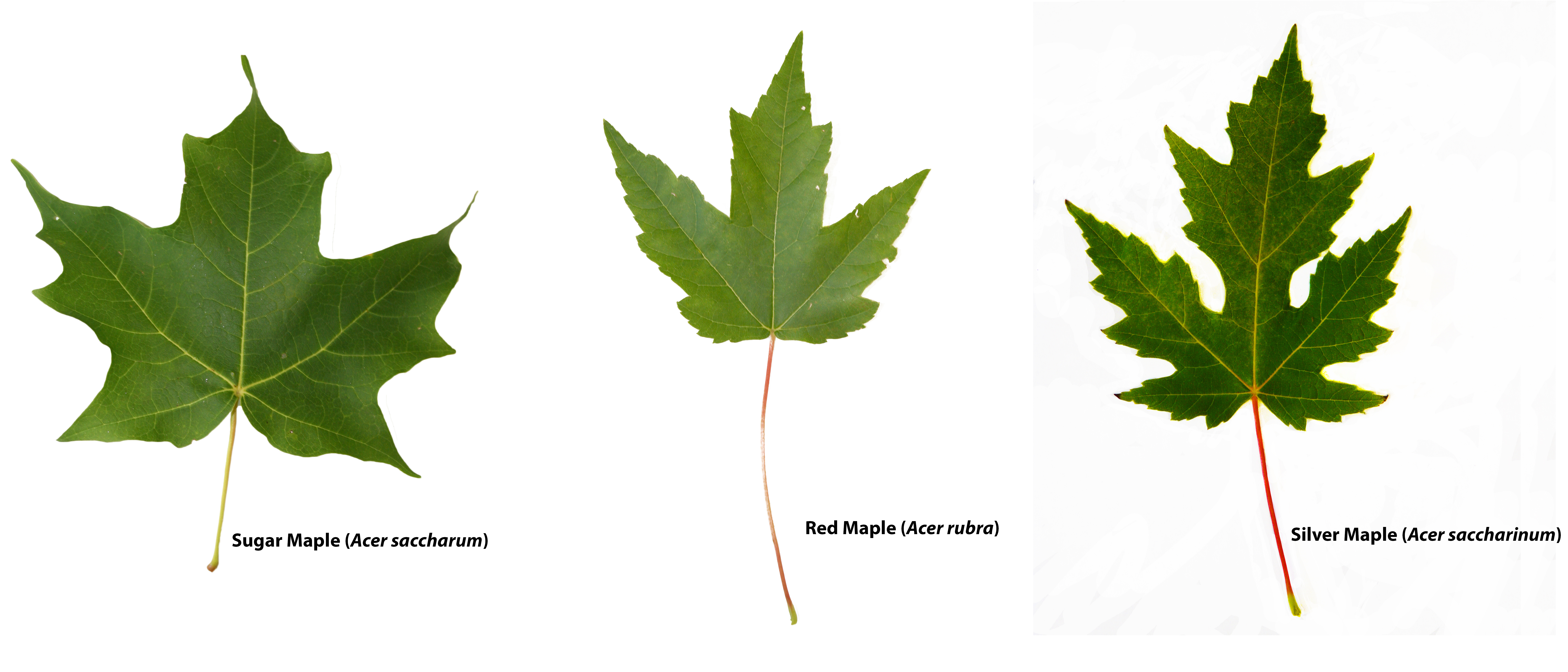 maple tree types leaf identification