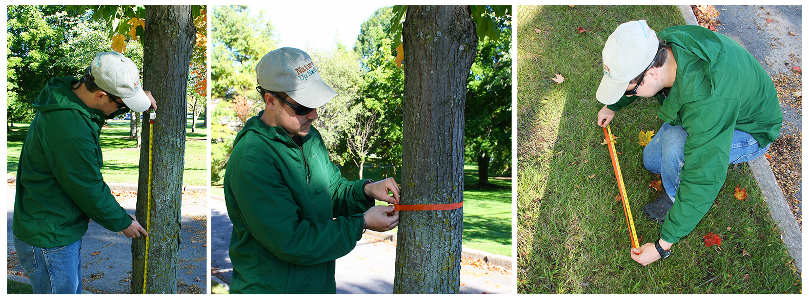 Measure the circumference of you maple tree with a cloth tape measure or string.