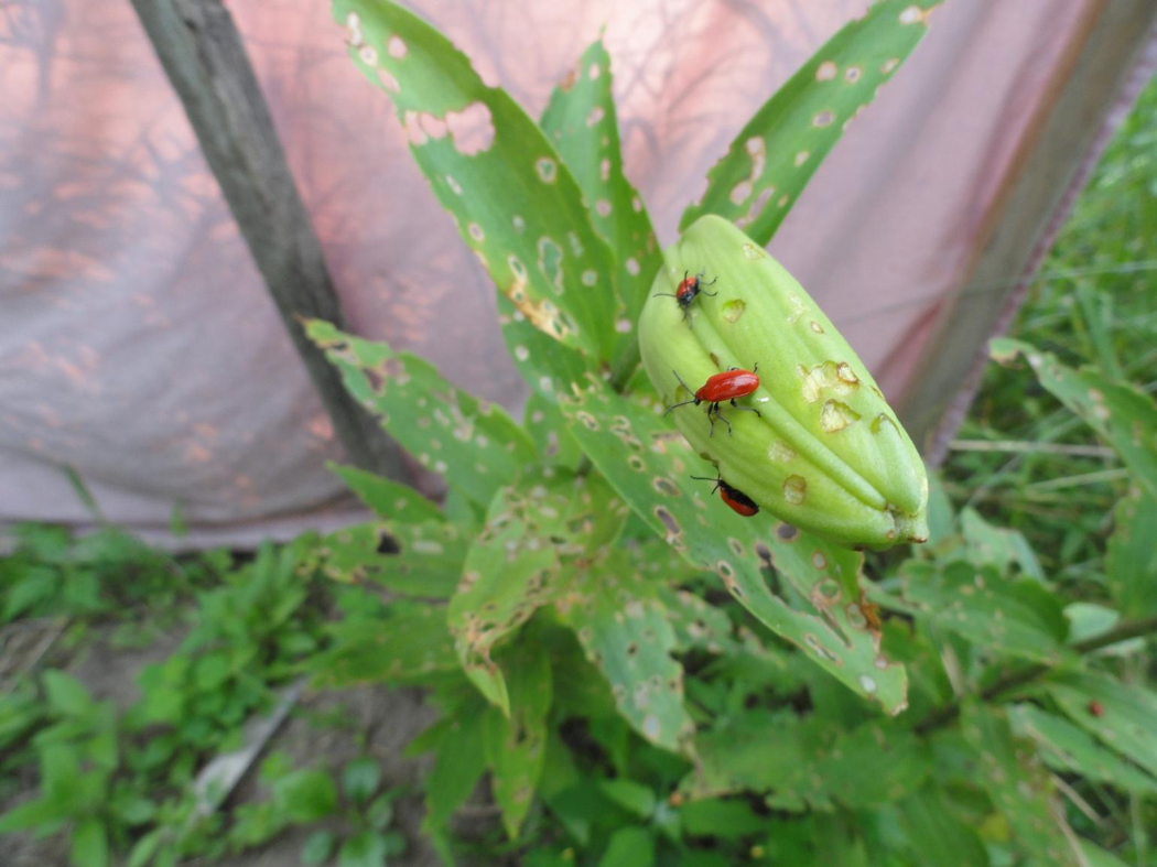 Picture of lily leaf beetle