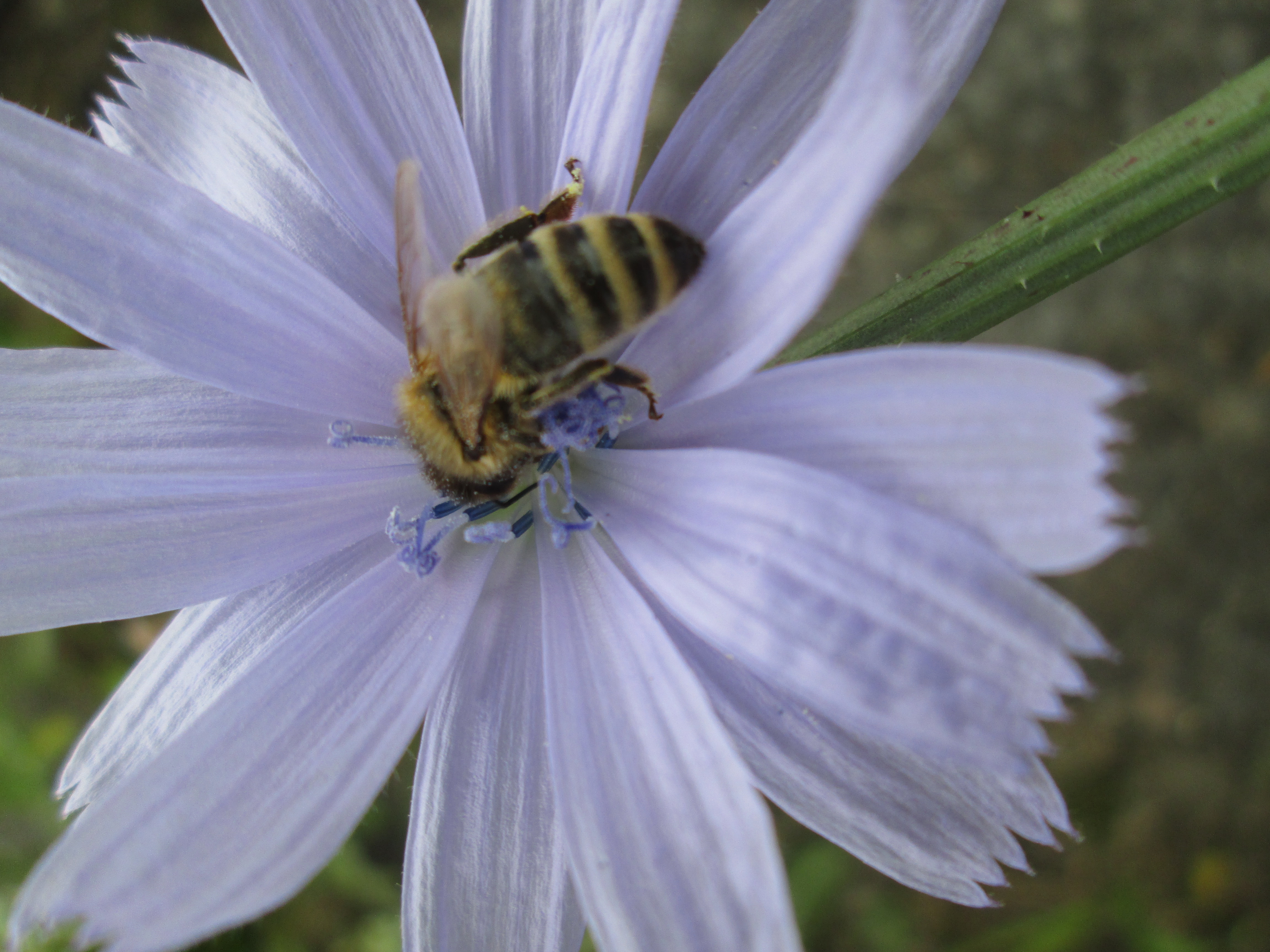 European honeybee. Photo:  Jennifer Berbich. 