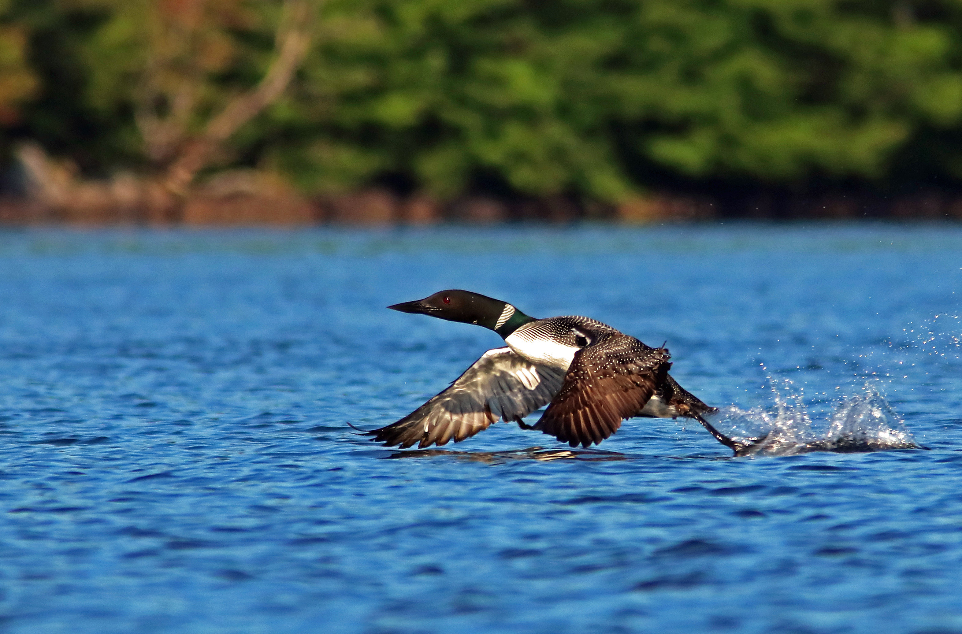 A loon takes off on Lake Ozonia. Loons require large bodies of open water to take flight.  Photo: Joseph Woody