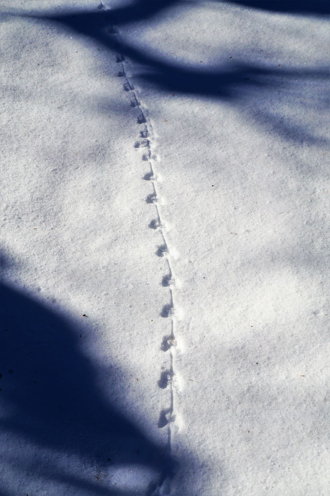 Mice tracks in snow