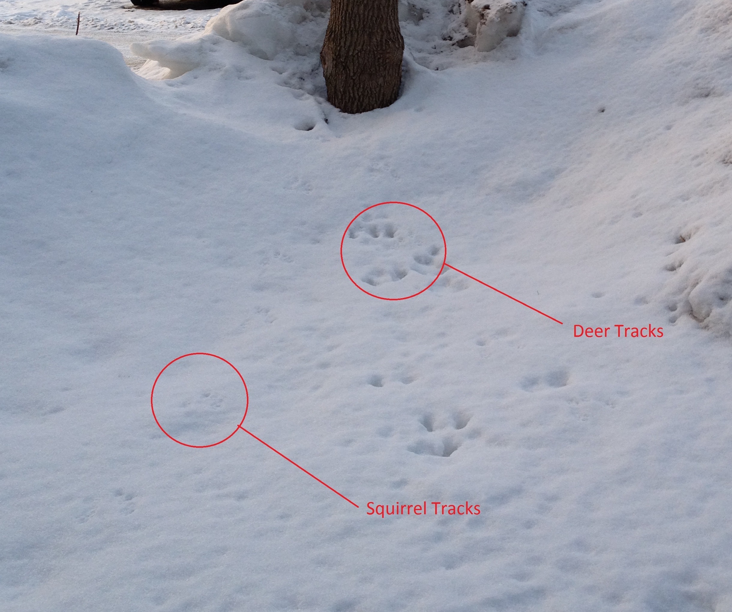 Deer and squirrel tracks in snow