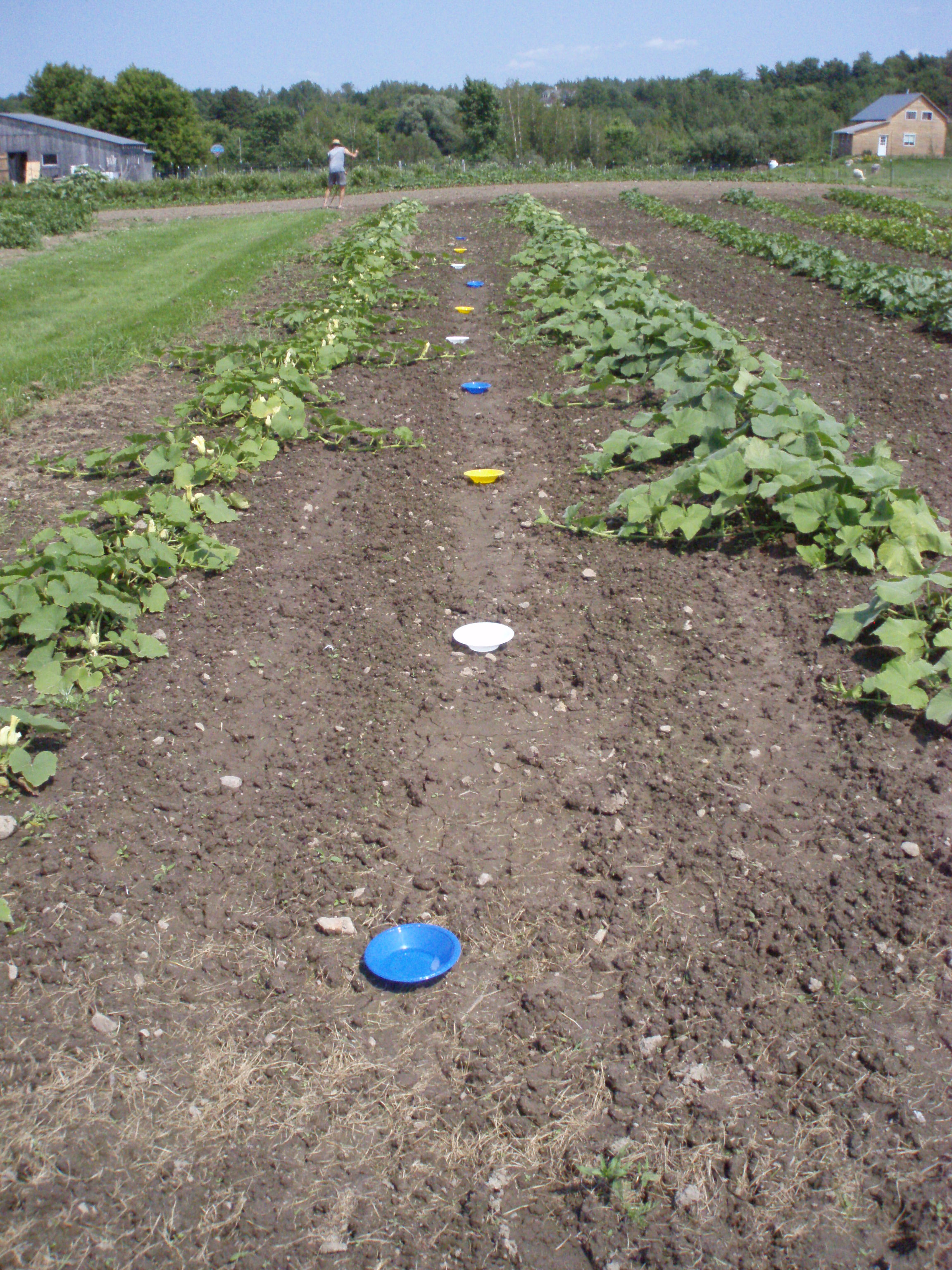 Pollinator pan traps in a vegetable garden. Photo: Samantha Haab