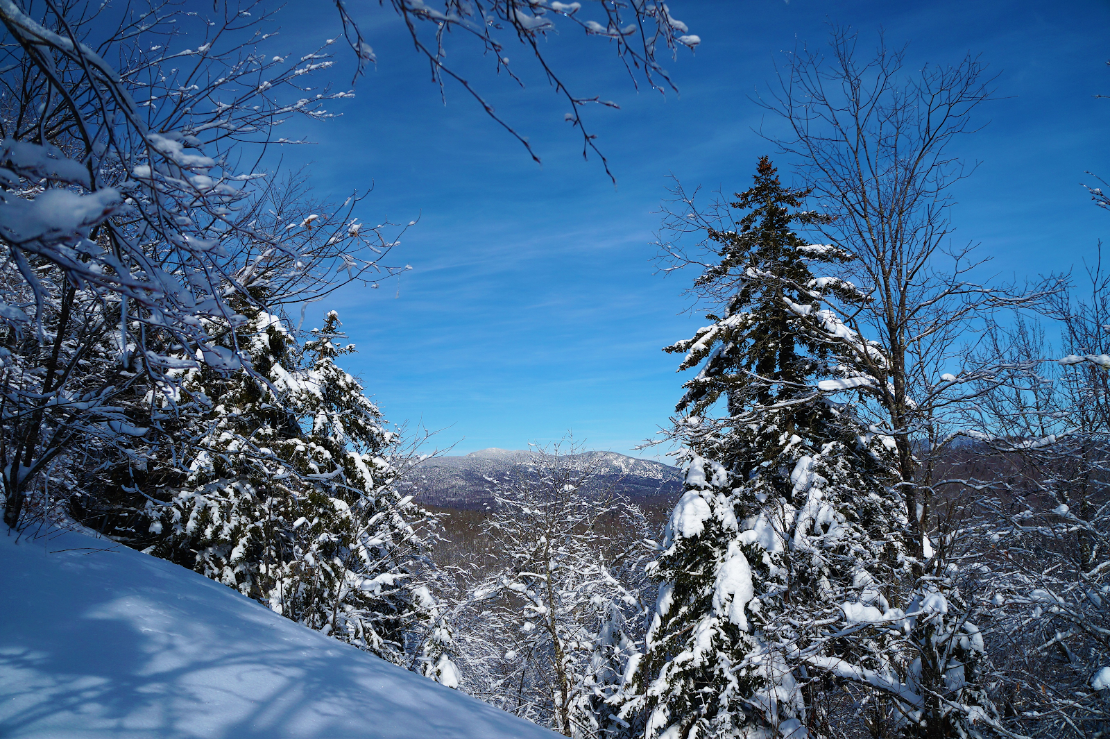 Trees in winter 