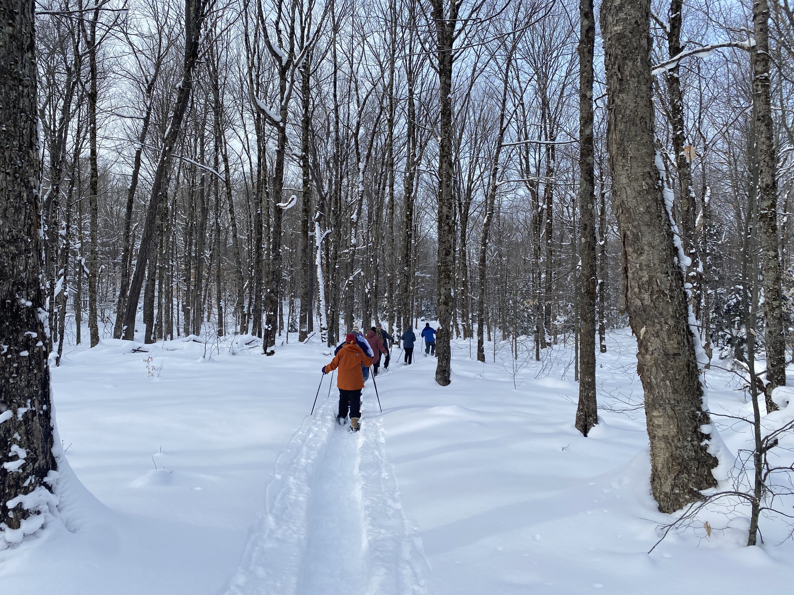 A group snowshoes through a forest.