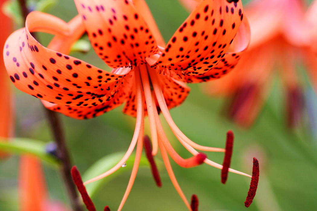 non-native species of lily known as tiger lily