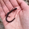 A red-backed salamander being held in a hand. The salamander is small, about as long as my palm.