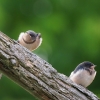 Barn Swallow fledglings 