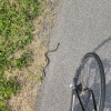 A small garter snake on the road while biking