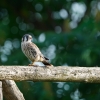 American Kestrel North America's smallest falcon 