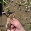 Northern Clearwater Crayfish held above shore.