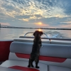 Dog gazing at the sunset from the back of a boat