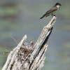 Kingbird looks for food as it's babies in the next wait impatiently.