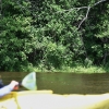 Paddler in Kayak looking at Great Blue Heron on tree limb.