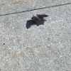 Bat in the pavement