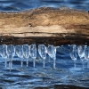 Frozen river water forming ice clusters under driftwood.