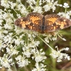 Queen Anne’s Lace & Butterfly 