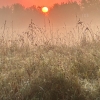 Foggy Field at Sumrise